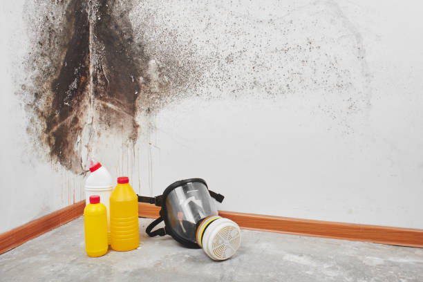 Best Home Mold Removal  in Mount Healthy, OH