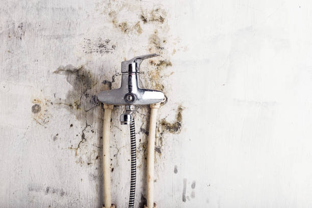 Certified Mold Removal in Mount Healthy, OH
