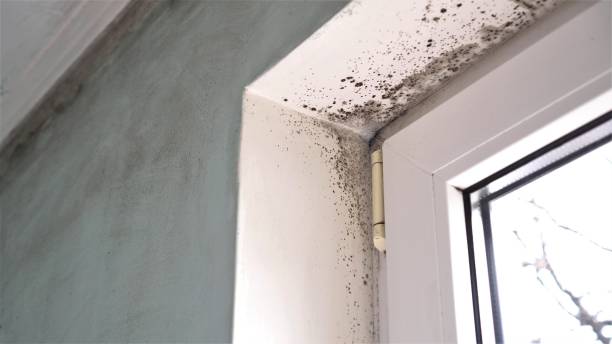 Best Mold Testing  in Mount Healthy, OH