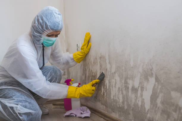Best Commercial Mold Removal  in Mount Healthy, OH