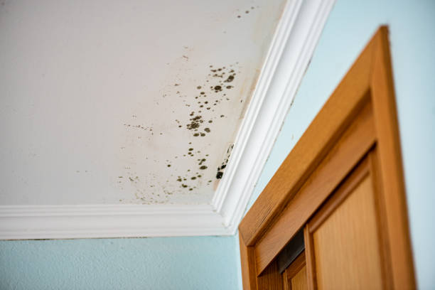 Best Mold Remediation  in Mount Healthy, OH