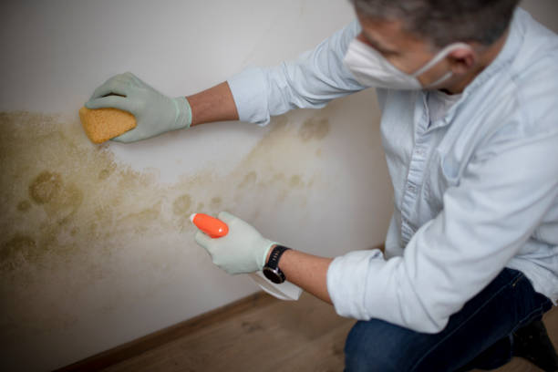 Best Emergency Mold Removal  in Mount Healthy, OH
