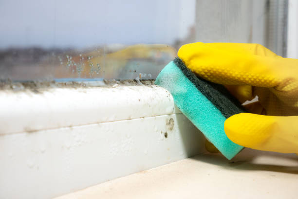 Best Mold Removal Specialists  in Mount Healthy, OH