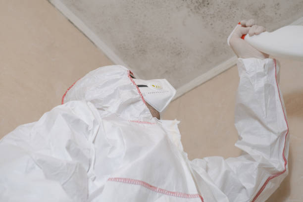 Trusted Mount Healthy, OH Mold Removal Experts