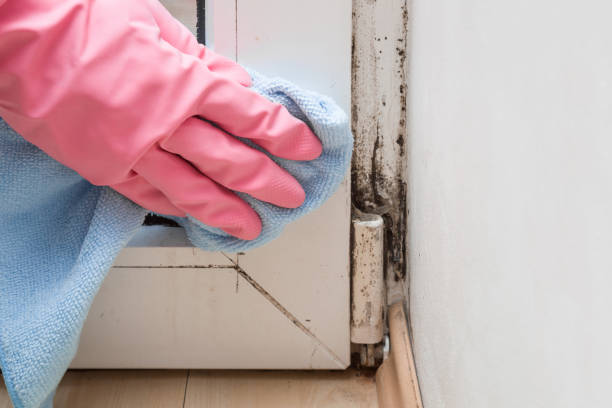 Best Affordable Mold Removal  in Mount Healthy, OH